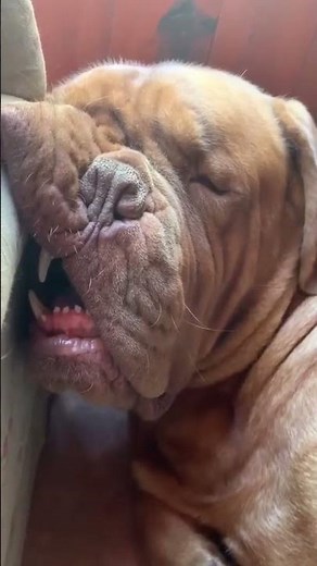 Funny Dogs Compilation: Sleeping Dogs Caught Off Guard 😴🐕😂