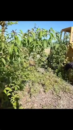 Rescuing Forgotten Cat Dozers Left to Rot in the Forest! | Trend Video 648