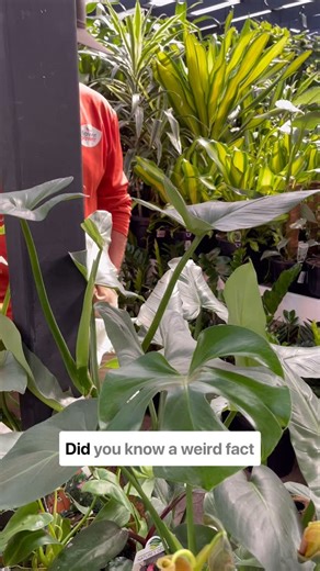 I was today years old when I found out my houseplant screams… Which is your favourite indoor plant? Shop Sydney’s widest range in-store or online. | Flower Power