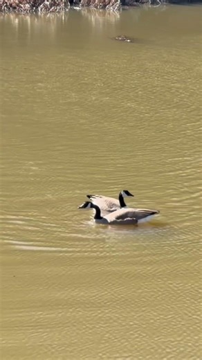 Wild Geese at the Pond | Wilmot Wilderness Center Nature Walk