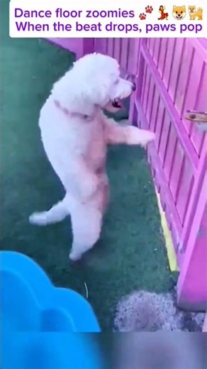 Dogs Dancing Compilation | Adorable Pups Showing Off Funny Moves #heartwarming #petshorts #pets