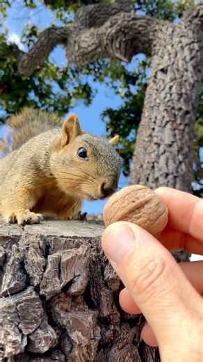Solving the puzzle with Squirrel Baby Chubbs #animals #friends #cute #feed #reels #magic #tricks #yt