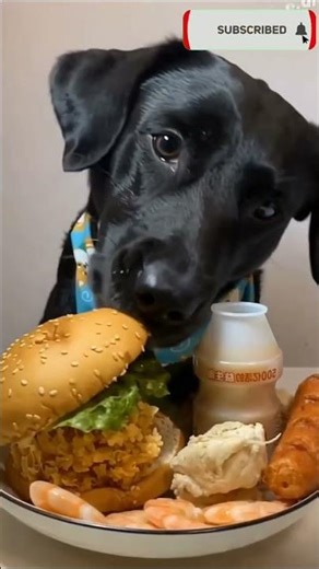 “Cute Dog Eating Food | Adorable Puppy Enjoying His Meal 🍖🐶” #dog