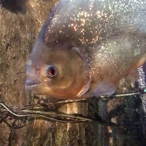 Chelsea on Instagram: "I turned a year older in Ohio with some very wonderful people and fish. 🎉❤️"