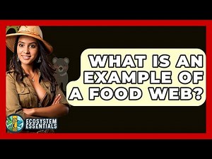 What Is An Example Of A Food Web? - Ecosystem Essentials