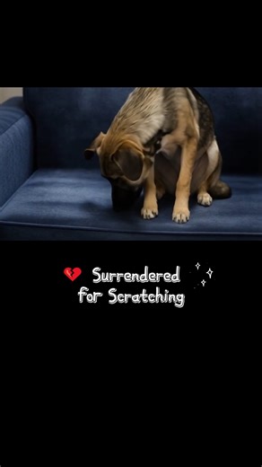 Name: Sage Code: Owner Surrender – “Scratching the children” Age: 4 months Gender: Female Breed: Shepherd puppy Temperament: Gentle, shy, needs training and a patient heart Shelter Location Hall County Animal Shelter 1688 Barber Rd, Gainesville, GA 30507 📞 678-450-1587 ✉️ hallcountyanimalservices@hallcounty.org #AdoptDontShop #RescueTheAbandoned #HallCountyShelter #SecondChanceForSage | Saving Shelter Dogs from Euthanasia