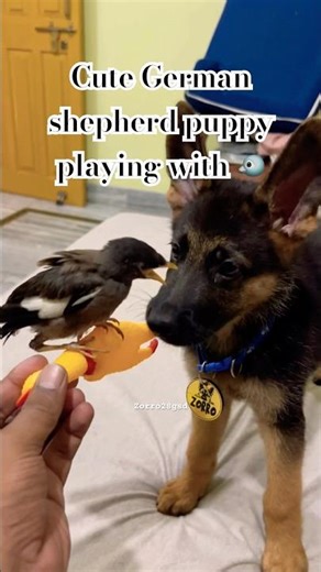 So cute!zorro 🐶 #gsds #cutepet #germanshepherd #cuteanimal