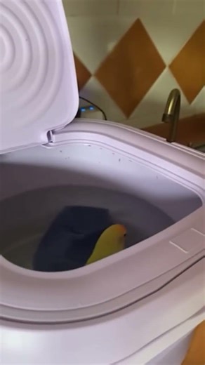Bird Takes Spinning Ride In Countertop Washing Machine🤣😭🤣 #raccoon #nature #natureislit #birdbaths