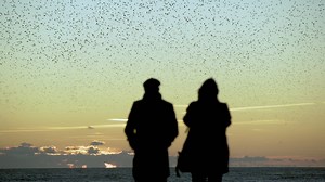 Two people watch large flock of birds fly in unison over ocean at dusk | Premium Stock Video Footage