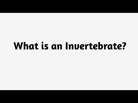 What is an Invertebrate ?