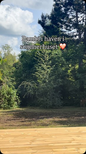 Altid fantastisk at få besøg af Bambi i sommerhuset ❤️ | Kim Valentin