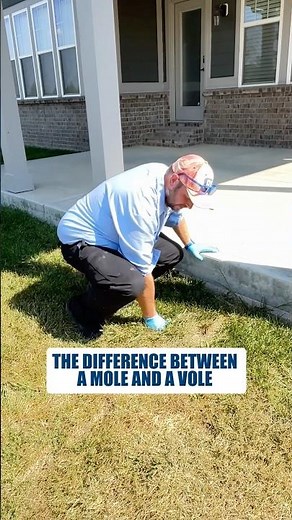 Mole or Vole? Here’s the Fastest Way to Tell #shorts