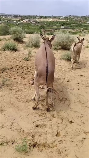 Animal mating (@animal_mating1)’s videos with original sound - Animal mating