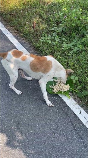 Cute Dog Eating Rice 🍚🐶