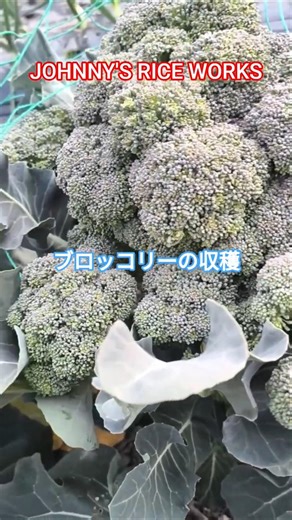 ブロッコリーの収穫 JOHNNY'S RICE WORKS#ブロッコリー #農業 #野菜作り