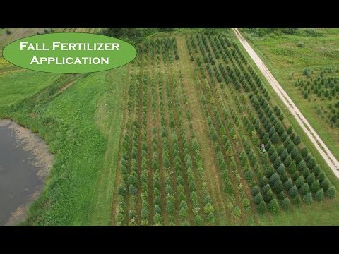 Fall Fertilizing Christmas Trees for Better Color Before Harvest