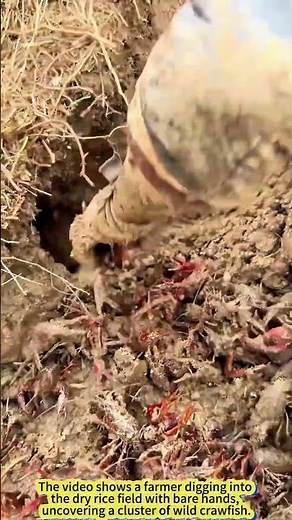 Crawfish Harvest in the Muddy Fields!