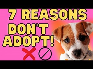7 Reasons Not To Adopt A Jack Russell Terrier (Don't Miss These)