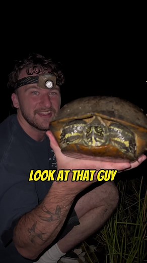 MASSIVE Florida Cooter Turtle!! #everglades #florida #herping #floridacheck #fleverglades