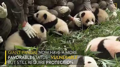 32K views · 676 reactions | See more pandas than you ever thought possible, thanks to this successful breeding programme in China. | National Geographic UK | Facebook
