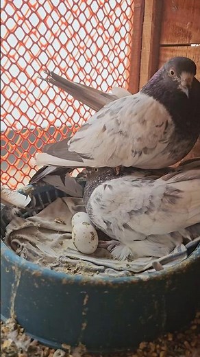 Pigeons laying eggs in the loft🕊️ #pigeon #kalapati #güvercin #fancypigeon #racerpiegon #pigeons