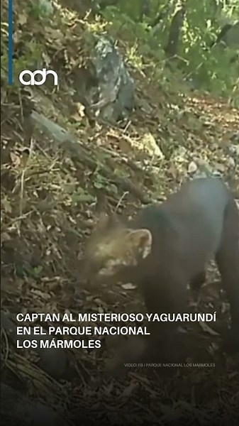 ¡Histórico! Confirman la presencia del yaguarundí en Hidalgo
