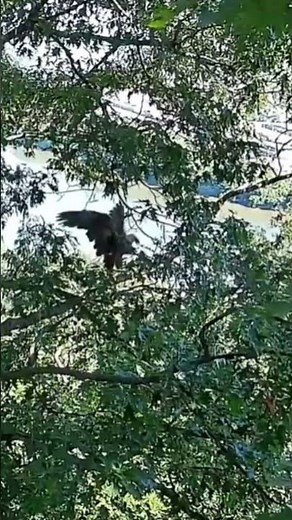 Original Hays bald eagle dad? You decide and comment below... #eagles #eaglenest #eaglecam #live