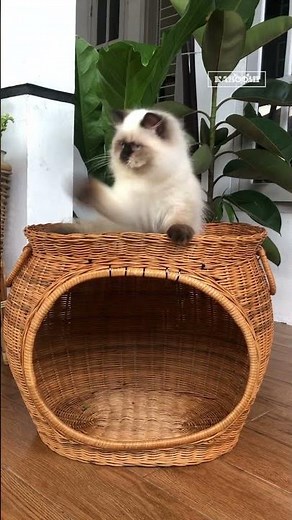 The Most Beautiful Himalayan Cat Ever! 😻✨ | Kaboomi Cats