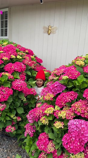 Identifying Beautiful Endless Summer Hydrangeas