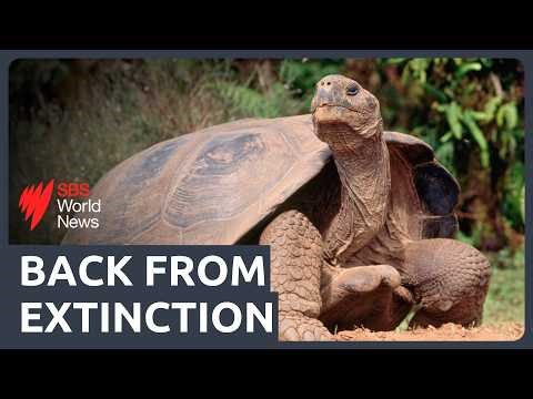 Giant tortoises return home to Galapagos island after 150 years