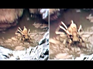 This Man Just Revealed The Mars Rover Has Captured The Clearest Evidence Of Alien Life On Mars