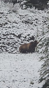 Grizzly Bear during a spring snowfall | Kevin Bastarache Wildlife & Nature Photography