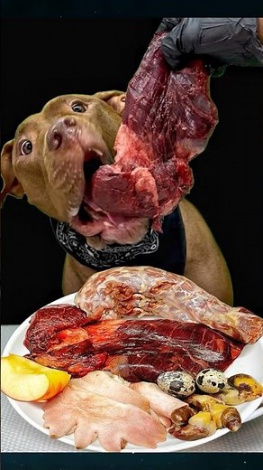 Best of Pitbull Eating Sounds #asmr