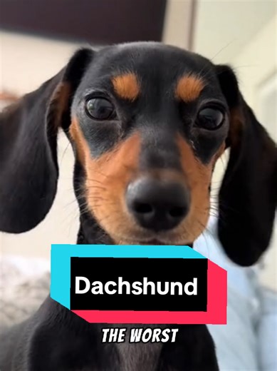 Dachshund Puppies: Adorable Companions for Everyone