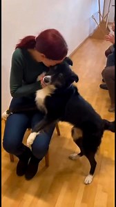 Brilliant Senior Border Collie Knows Exactly Who She Belongs With 🖤🤍 Intelligence Meets Love #BorderCollie #BorderCollieLove #DogAdoption #SeniorDog #RescueDog #AdoptDontShop #BorderCollieRescue #SmartDog #EmotionalMoment #DogLove #SeniorDogsRock #ForeverHome #DogRescue #Heartwarming #AnimalRescue #BorderColliesOfFacebook #PetAdoption #IntelligentDog #HerdingDog #BorderCollieLife | Pet Adoption Miracles