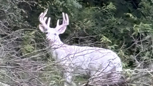 See photos and video of a rare 'albino' buck spotted in East Troy this weekend
