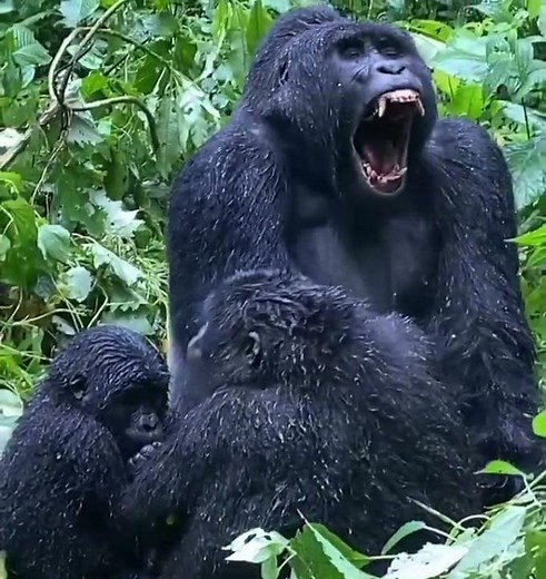 Gorilla Trekking in Bwindi Impenetrable Forest National Park, Uganda