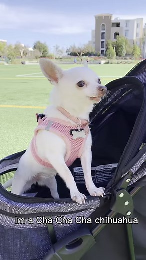 I’m a cha cha cha chihuahua🥰 | The Stadler Fam