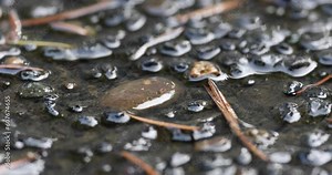 Extreme close-up macro zoom of a cobblestone surface in the rain. Small plant life and insects can be seen between rain drops.
