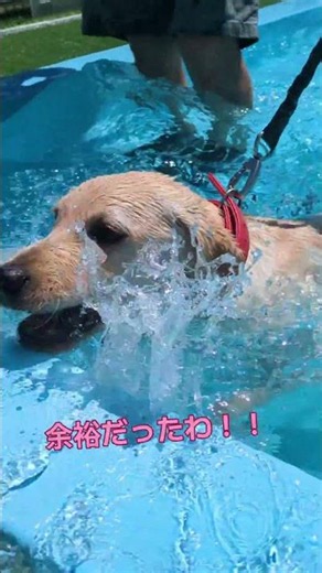 子犬の特訓の成果😀 #ラブラドールレトリバー #ラブラドール子犬 #可愛い #クラビ #パピー