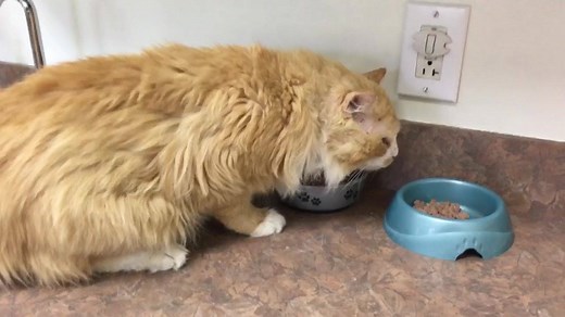 482K views · 1.2K reactions | Thank you all who shared Toby’s story earlier this week. Toby is safe here at the SPCA Pet Adoption Center waiting to find his forever home. He would prefer to be the only cat in his home. We hope his story inspired you to take a stand for animals in need and register for the 2018 SPCA Dog Walk on May 6th. Spcawake.org/walk | SPCA of Wake County | Facebook