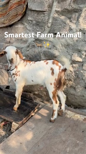 Goat Facts: Amazing Secrets of Nature’s Smartest Farm Animal! 🐐🌿 (Must Watch)#zoopark #shorts #zoo