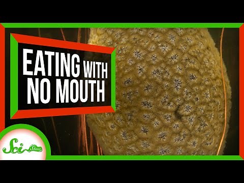 How to Eat When You Don't Have a Mouth: Lessons From 5 Animals