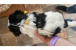 Harper - Biewer Terrier Puppy F3604A