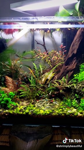 Exploring Thai Micro Crabs