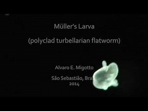Müller's larva - polyclad turbellarian flatworm