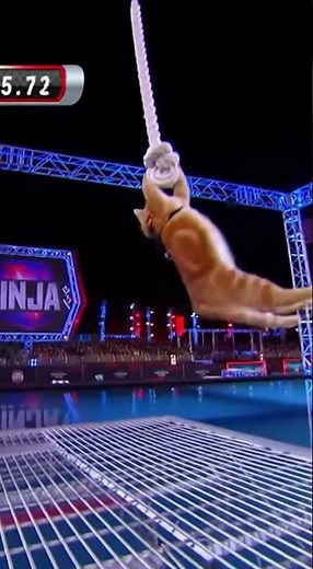 Cat Ninja Warrior Challenge
