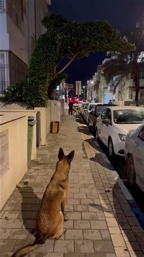 Real Urban Control: A Dog Waiting for One Signal Nothing More