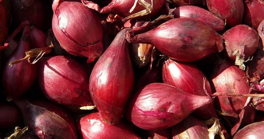 Quand planter l'échalote pour en avoir tout l'hiver ?