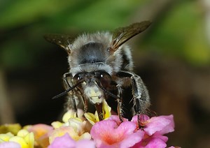 This fuzzy-legged bee looks odd but plays an important role in gardens